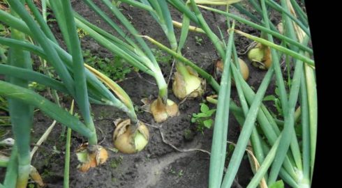 Чем подкормить лук, чтобы он не желтел в июне и дал крупные луковицы