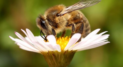 Всемирный день пчел отмечают 20 мая