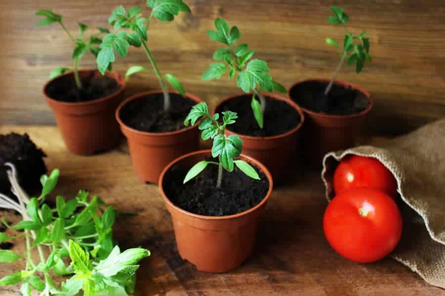 Самые подходящие сроки для посева семян томатов на рассаду в 2022 году в Подмосковье