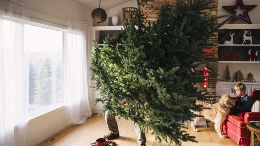 Способы убрать из квартиры новогоднюю елку и не намусорить