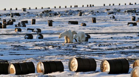 Арктика может стать чище благодаря инновационной таре, изобретенной омскими учеными