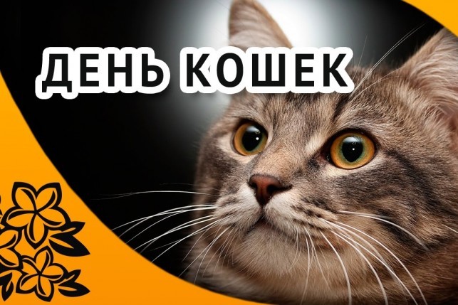 Почему 1 марта отмечают День кошек, кто придумал этот необычный праздник