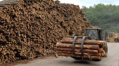 Инвестпроекты в лесной промышленности Дальнего Востока получат поддержку государства