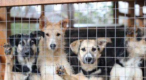 Введение штрафов для собачников в России: новое законодательство