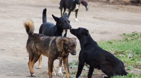 Депутаты Госдумы предложили способ борьбы с бездомными собаками