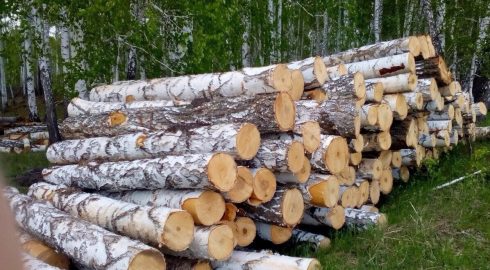 Россия ограничит экспорт древесного сырья в Европу