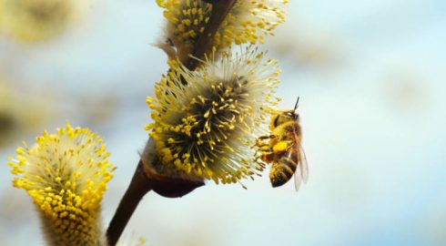Зосима Пчельника отмечают 30 апреля 2022 года, приметы и запреты дня