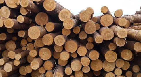 Россия может временно снизить экспортные пошлины на сырые лесоматериалы