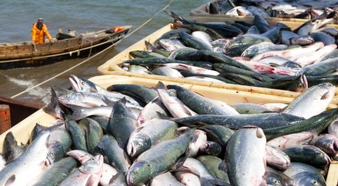 Что будет с ценами на рыбу в 2022 году: прогноз специалистов