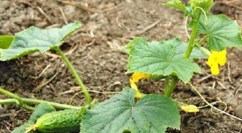 Когда лучше всего сажать огурцы семенами в открытый грунт в июне: благоприятные и неблагоприятные дни для посева