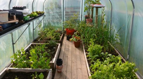 Лайфхаки для огородников: как собрать 3 урожая в теплице за один сезон
