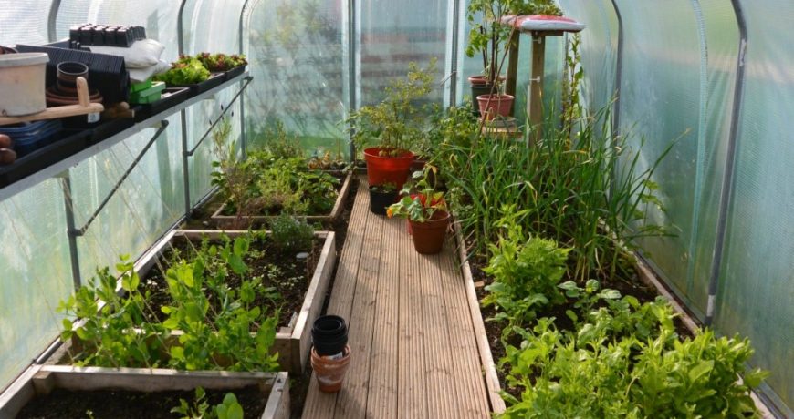 Подкармливаем овощи и делаем это правильно: советы для огородников