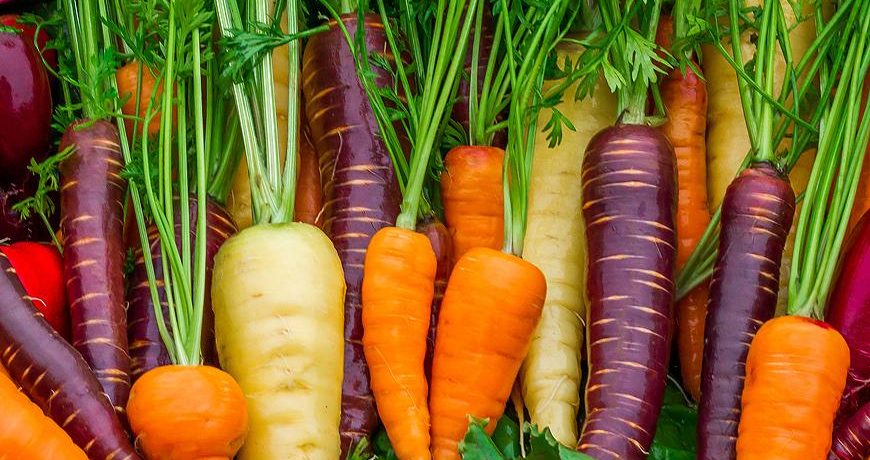 как вырастить морковь и свеклу на семена