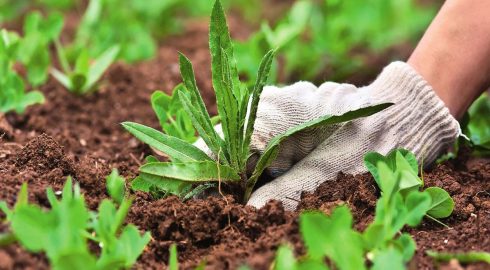 Топ-5 эффективных способов борьбы с надоедливыми сорняками на даче