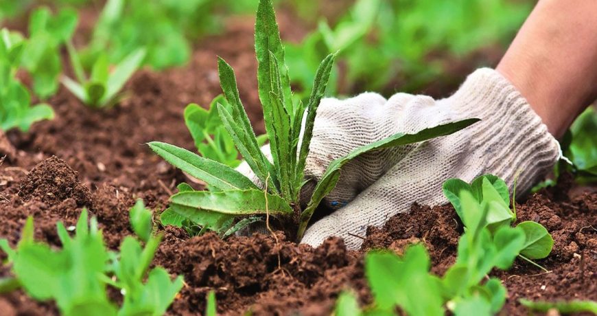 Как бороться с сорняками: решаем проблему без прополки и химии