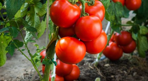 Лунный календарь подскажет: когда сажать томаты, огурцы и перец в феврале 2023 года