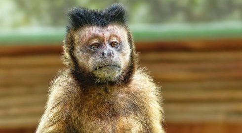 Новая вспышка оспы обезьян: в каких европейских странах обнаружена болезнь