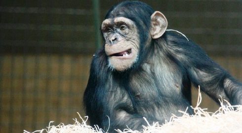 Правда ли, что обезьянья оспа отличается своей высокой заразностью