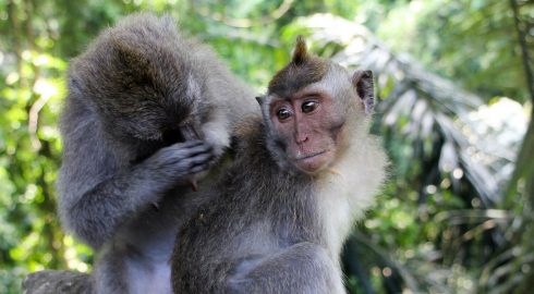 Россиянам назвали семь явных симптомов новой оспы обезьян