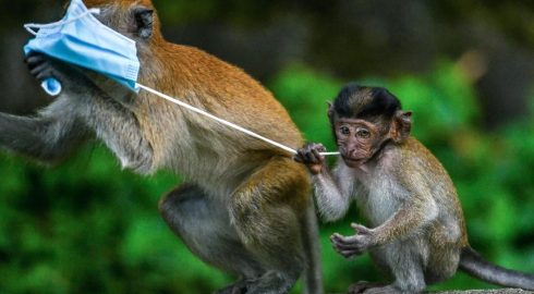 Врачи назвали главный и самый первый симптом обезьяньей оспы
