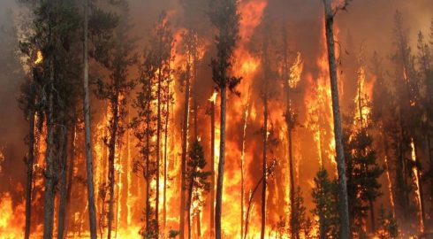Природные пожары каждый год: почему горят леса Сибири и Калифорнии