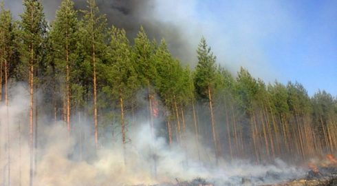 Россия страдает от лесных пожаров: какая ситуация в стране сегодня