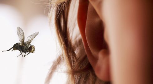 Как безопасно извлечь насекомое из уха своими руками