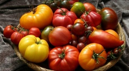Как посадить помидоры в теплице, чтобы получить большой урожай