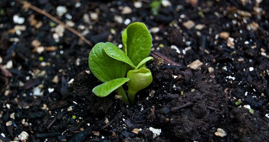 Через сколько дней прорастают семена кабачков в открытом грунте, что влияет навсхожесть, причины, по которым они могут не взойти