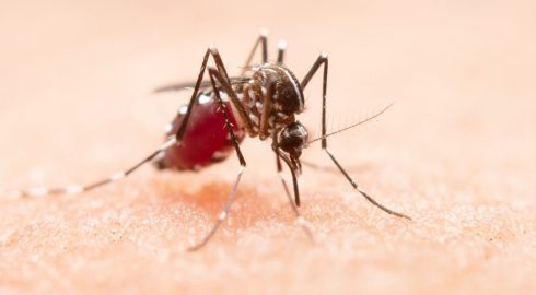 Лишить слуха и обезвредить: ученые нашли новый способ борьбы с комарами