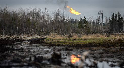 Прокуратура ЯНАО взыщет с нефтяной компании ущерб за поврежденный лес