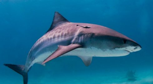 В Египте сообщили о втором случае нападении акулы на человека