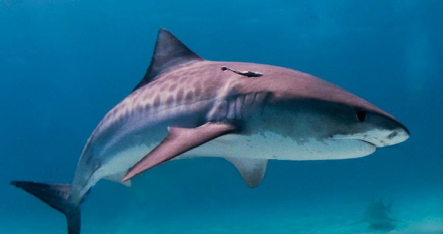 Можно ли выжить при нападении акулы: ответ профессора МГУ Кирилла Кузищина