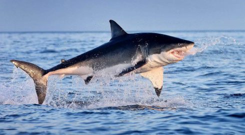 На египетском курорте произошло первое за десять лет нападение акулы