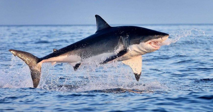 Не Египтом единым: акулы-убийцы могут появиться и на Чёрном море