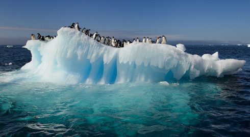 Исследователи нашли огромный подводный мир с ракообразными под слоем льда в Антарктиде