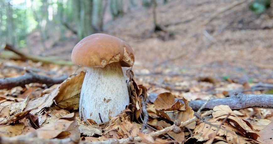 Грибной сезон: когда можно собирать грибы в Московской области летом 2023 года