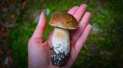 Как правильно собирать грибы в лесах России: гайд для начинающих