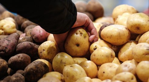 Какие сорта картофеля подойдут для приготовления фри в ресторанах РФ