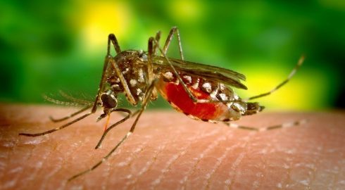 Как предотвратить и чем лечить аллергию на мошек и комаров: простые советы от врача