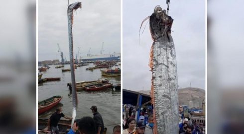 В Чили рыбаки выловили предвестника катастроф сельдяного короля