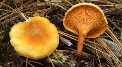 Такие загадочные лисички: почему червяки не едят самые популярные грибы