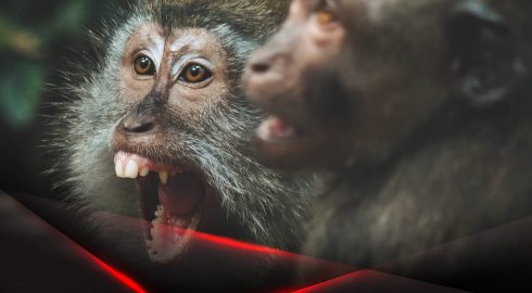 Португальские ученые выявили новые симптомы оспы обезьян