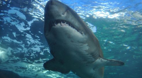 Опасный отдых в Египте: на кого нападают акулы в Красном море