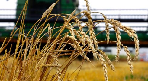 В гостях у сфинкса: Россия занимает ниши на зерновом рынке, освободившиеся после Украины