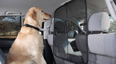 Правила перевозки собак в машине: как обеспечить безопасность четверолапых