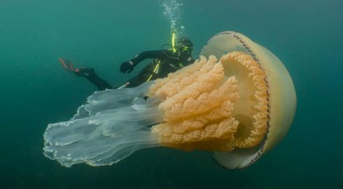 Медузы-гиганты в Черном море: насколько они опасны для человека