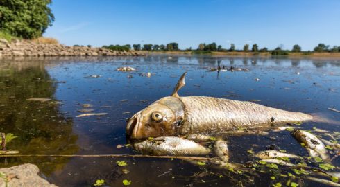 В Германии массово погибает рыба: чем это может грозить стране