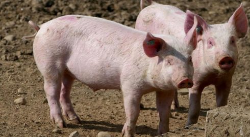 Ученые отчитались об оживлении органов свиней