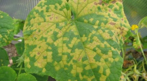 Почему возникает мозаика на листьях огурцов: подкормить растения или лечить